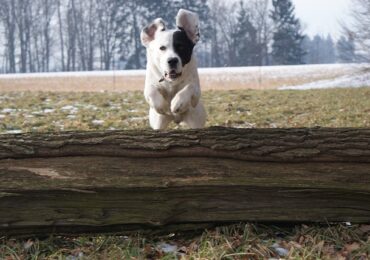 La Certificació Agile més completa: PMI-ACP (Agile Certified Practitioner)