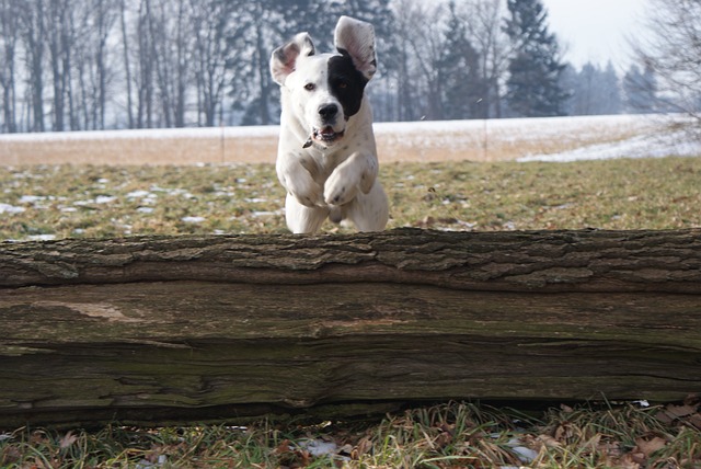 Imatge gos saltant lleugerament